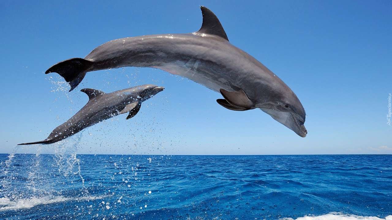 två delfiner pussel