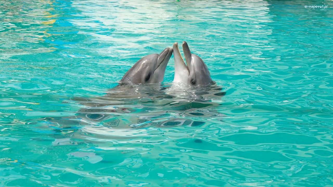 Twee dolfijnen in het zwembad legpuzzel online