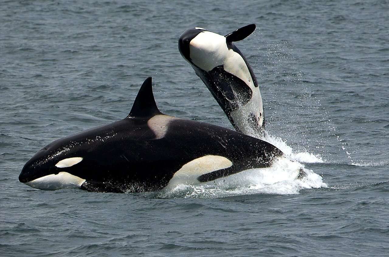 Dos orki rompecabezas en línea