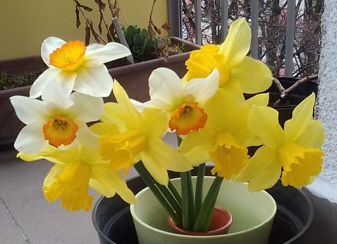 Daffodils sul balcone puzzle online