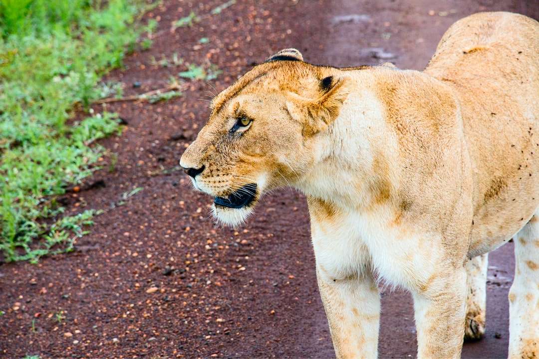 Lioness brun care merge pe murdărie maro în timpul zilei puzzle online