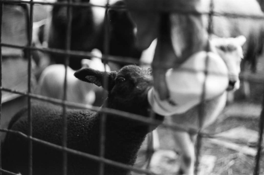 grayscale photo of a sheep online puzzle
