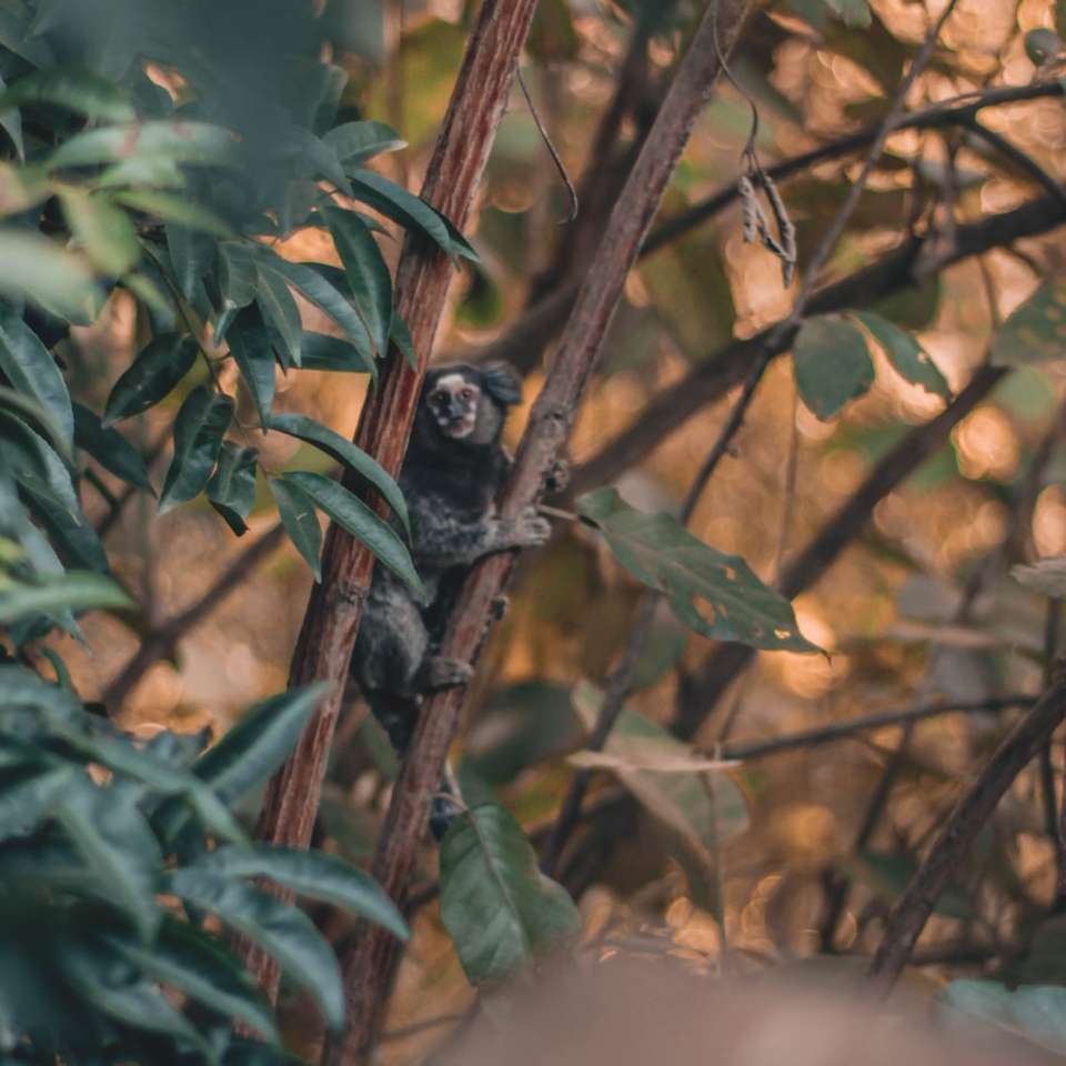 Scimmia nera sul ramo di albero marrone durante il giorno puzzle online