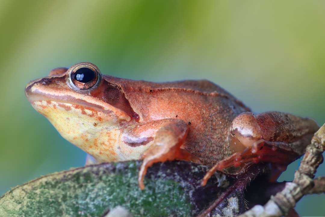 Hnědá žába na zeleném mechu v detail fotografování skládačky online