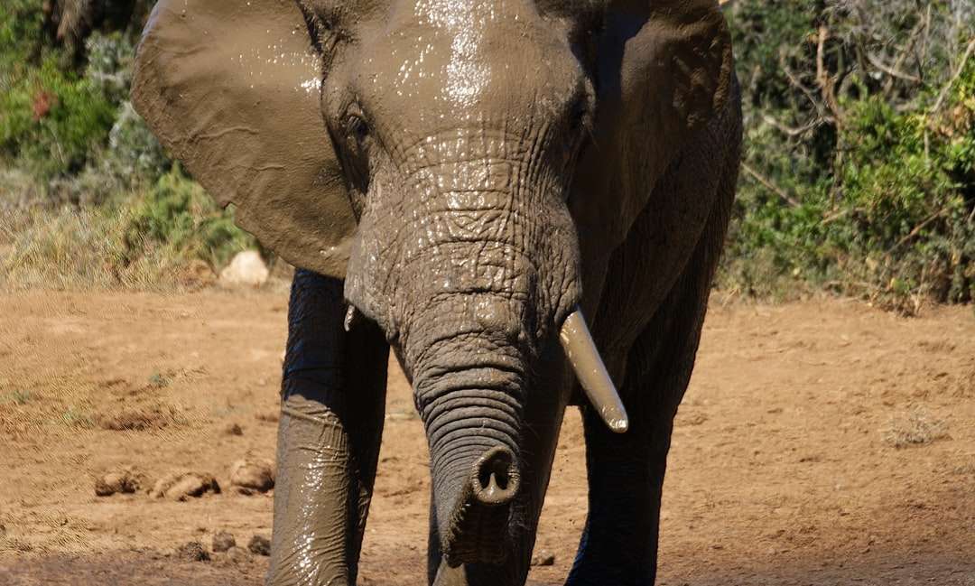 Grauer Elefant, der während des Tages auf braunem Boden geht Online-Puzzle