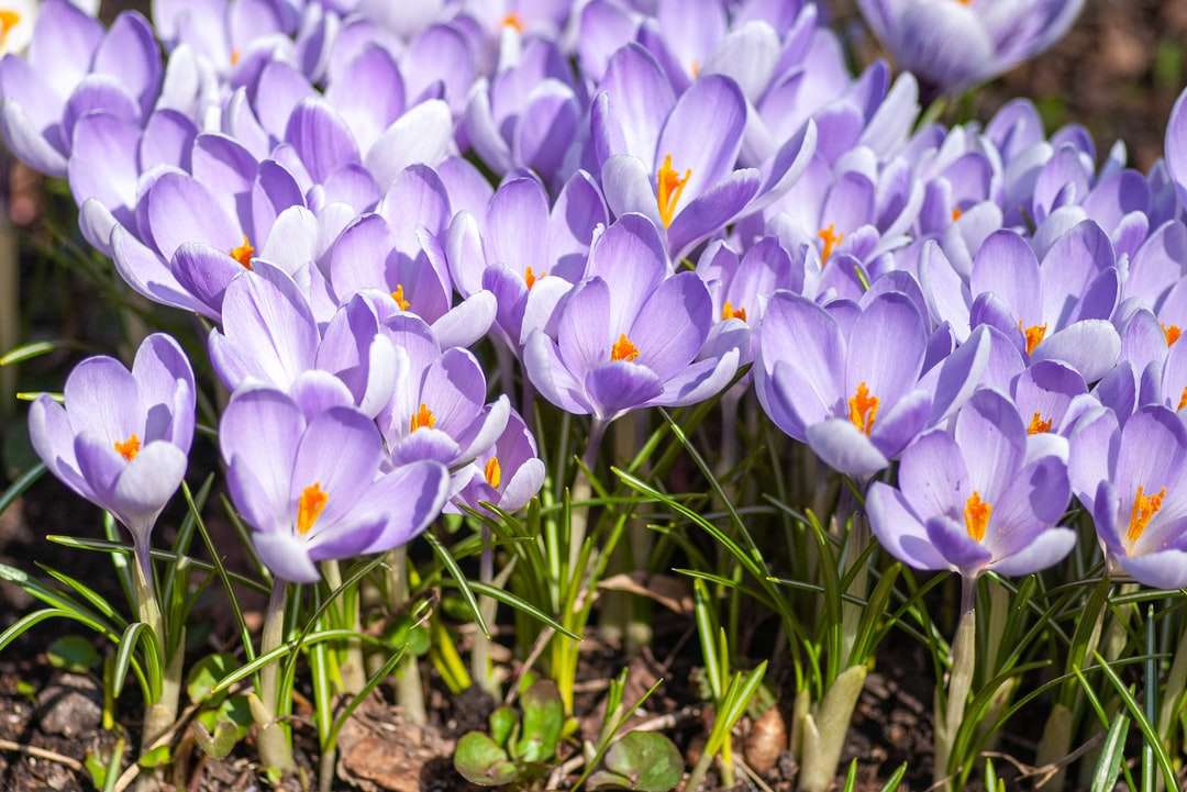 Purple Crocus virágok virágzás közben nappali kirakós online