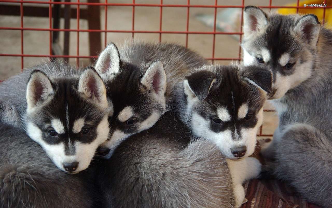 Husky puppies online puzzle
