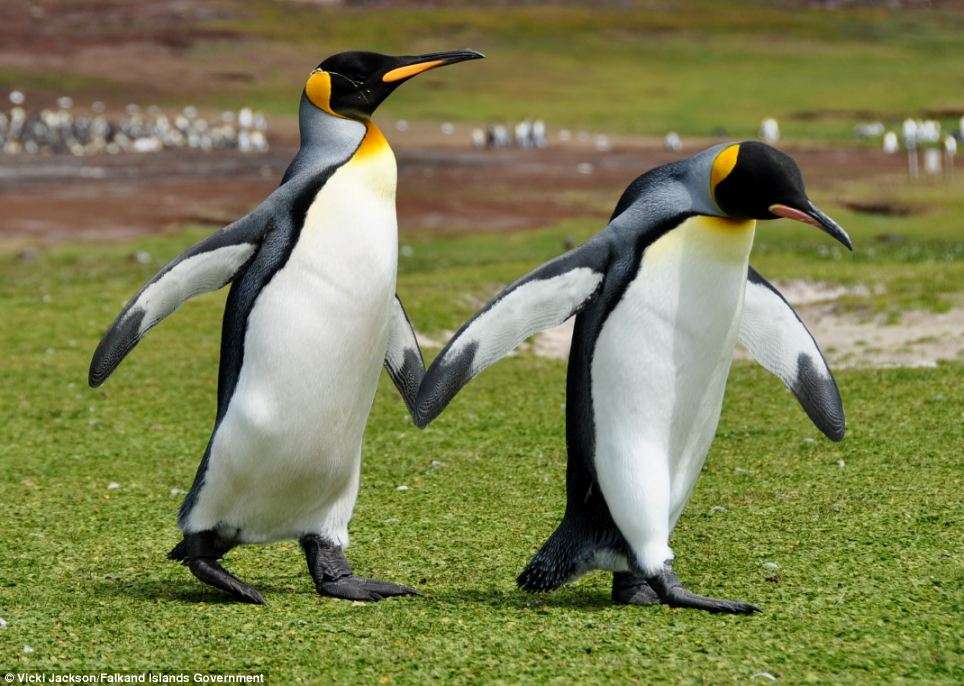 Pinguins. quebra-cabeças online