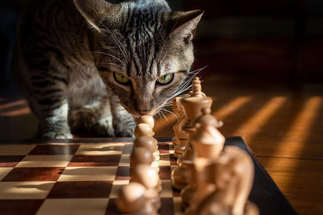 Zilveren tabby kat op bruine houten vloer online puzzel