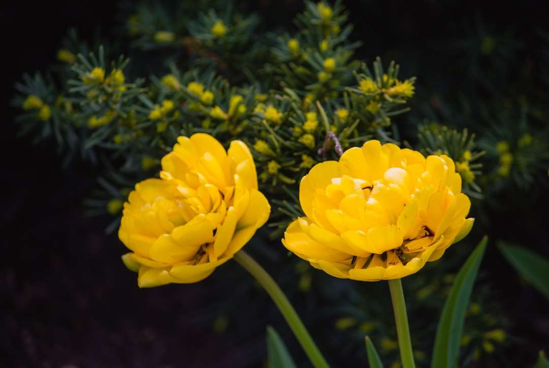 Fiore giallo in lente di ribaltamento puzzle online