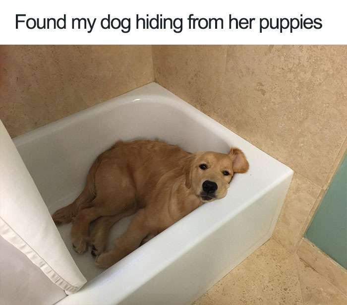 Mi-a găsit câinele ascuns de puii ei puzzle online