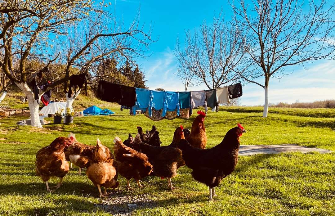 Herde brauner und schwarzer Hühner auf grüner Rasenfläche Online-Puzzle