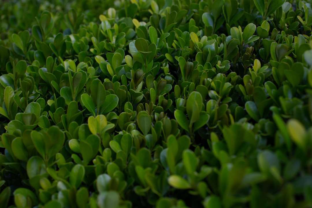 câmp de plante verzi în timpul zilei puzzle online