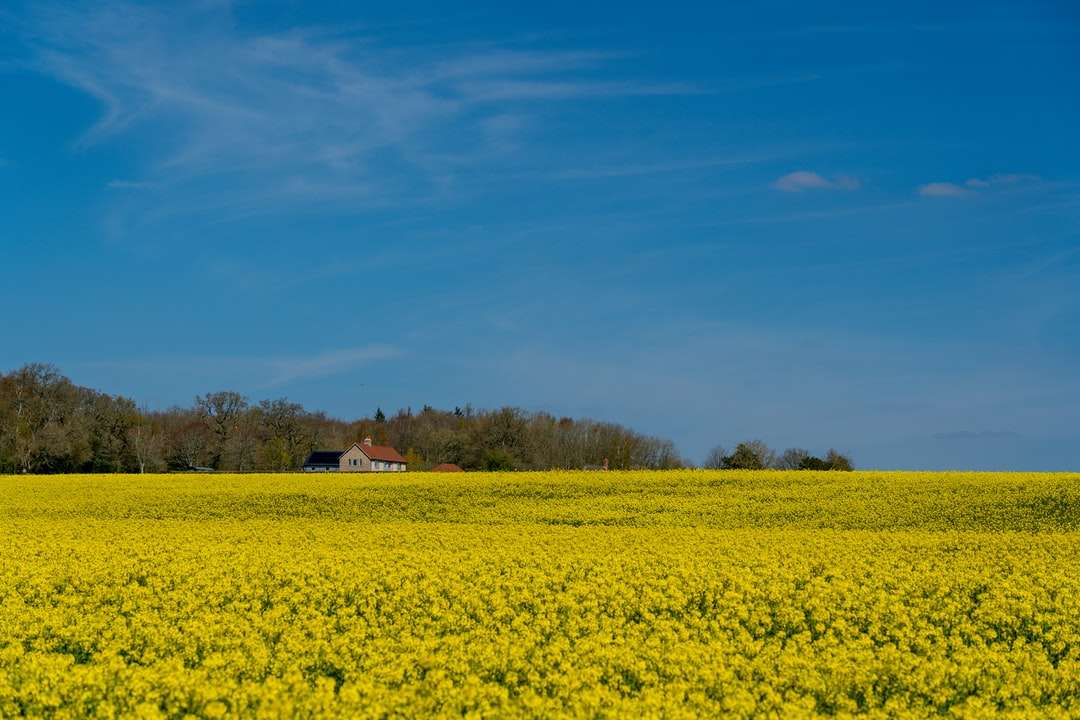 青い空の下の茶色の家の近くの黄色い花畑 ジグソーパズルオンライン