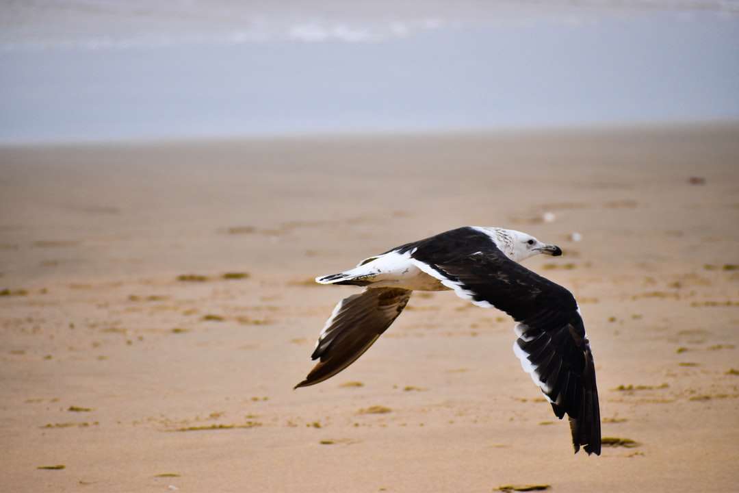 Black Billill Gull care zboară peste nisip maro în timpul zilei puzzle online