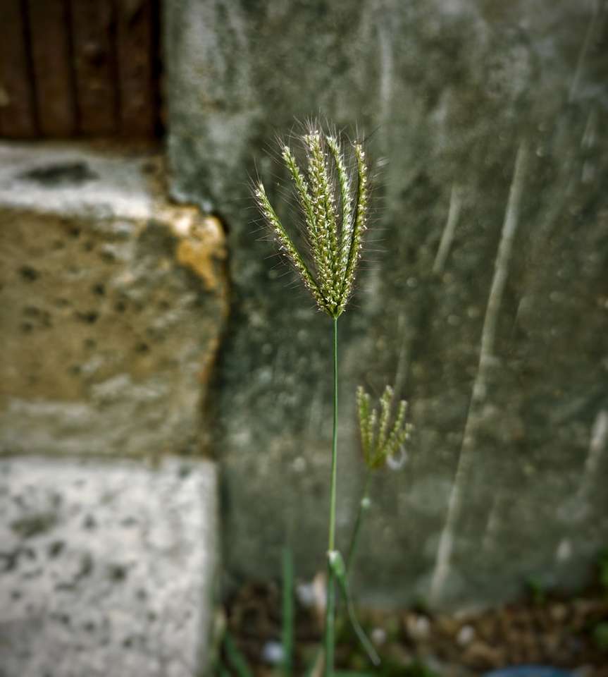 зелено растение близо до сива бетонна стена онлайн пъзел