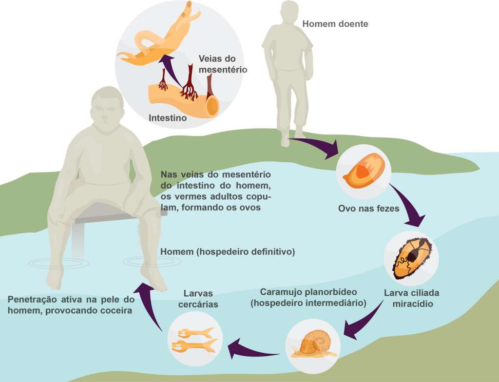Cycle de la schistosomiase puzzle en ligne