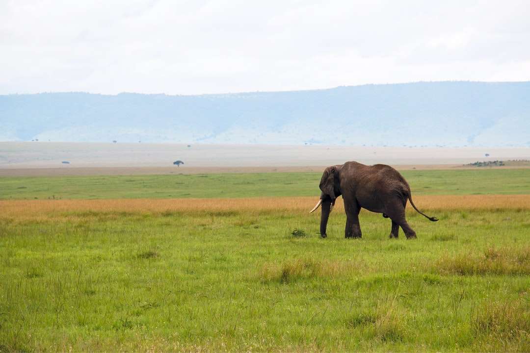 brun elefant på grönt gräsfält under dagtid Pussel online