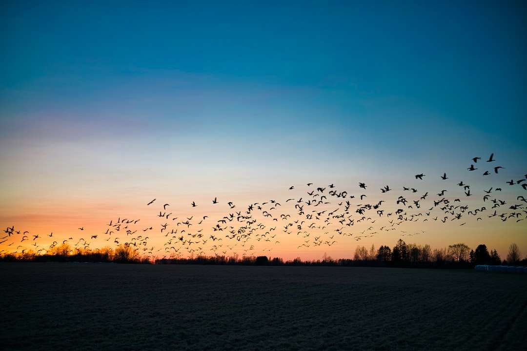 Silhuett av flock av fåglar som flyger över träden pussel på nätet