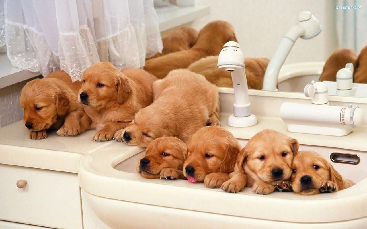Cachorros en el lavabo rompecabezas en línea
