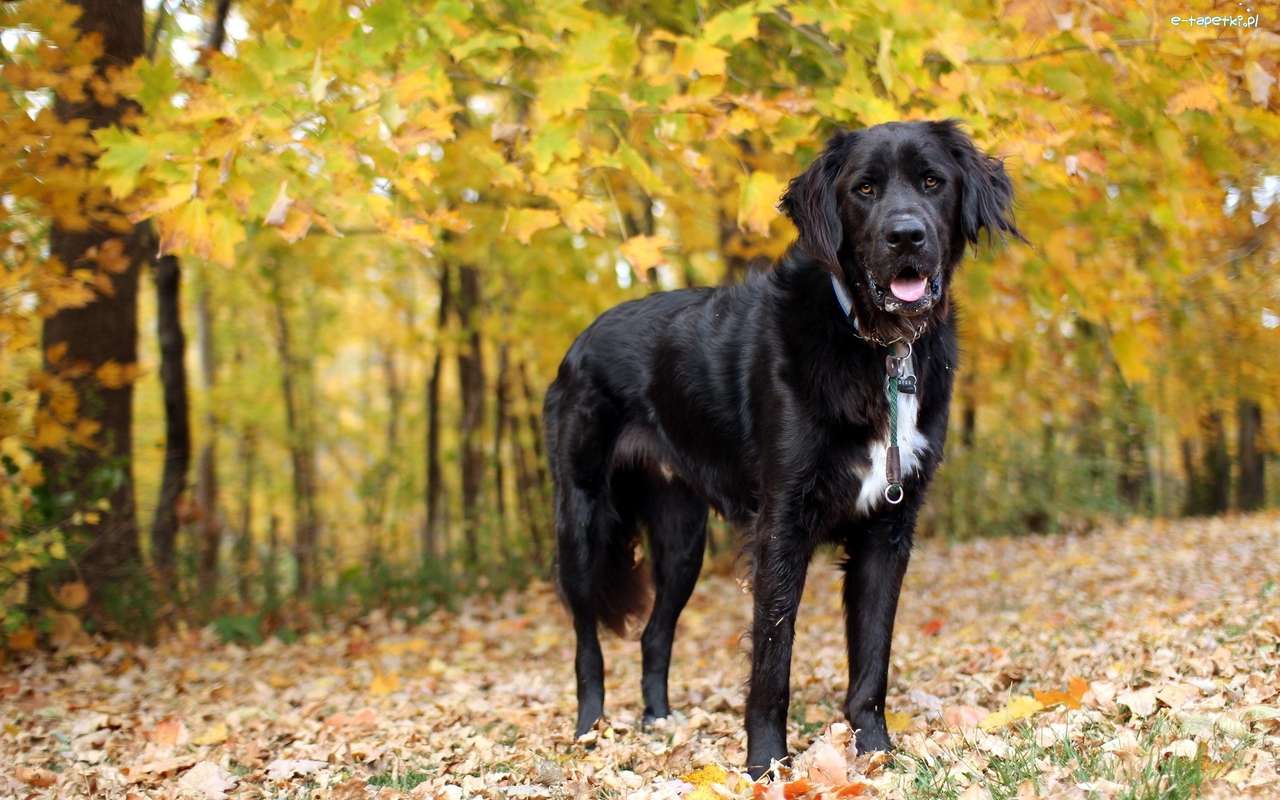 Fekete kutya a parkban online puzzle