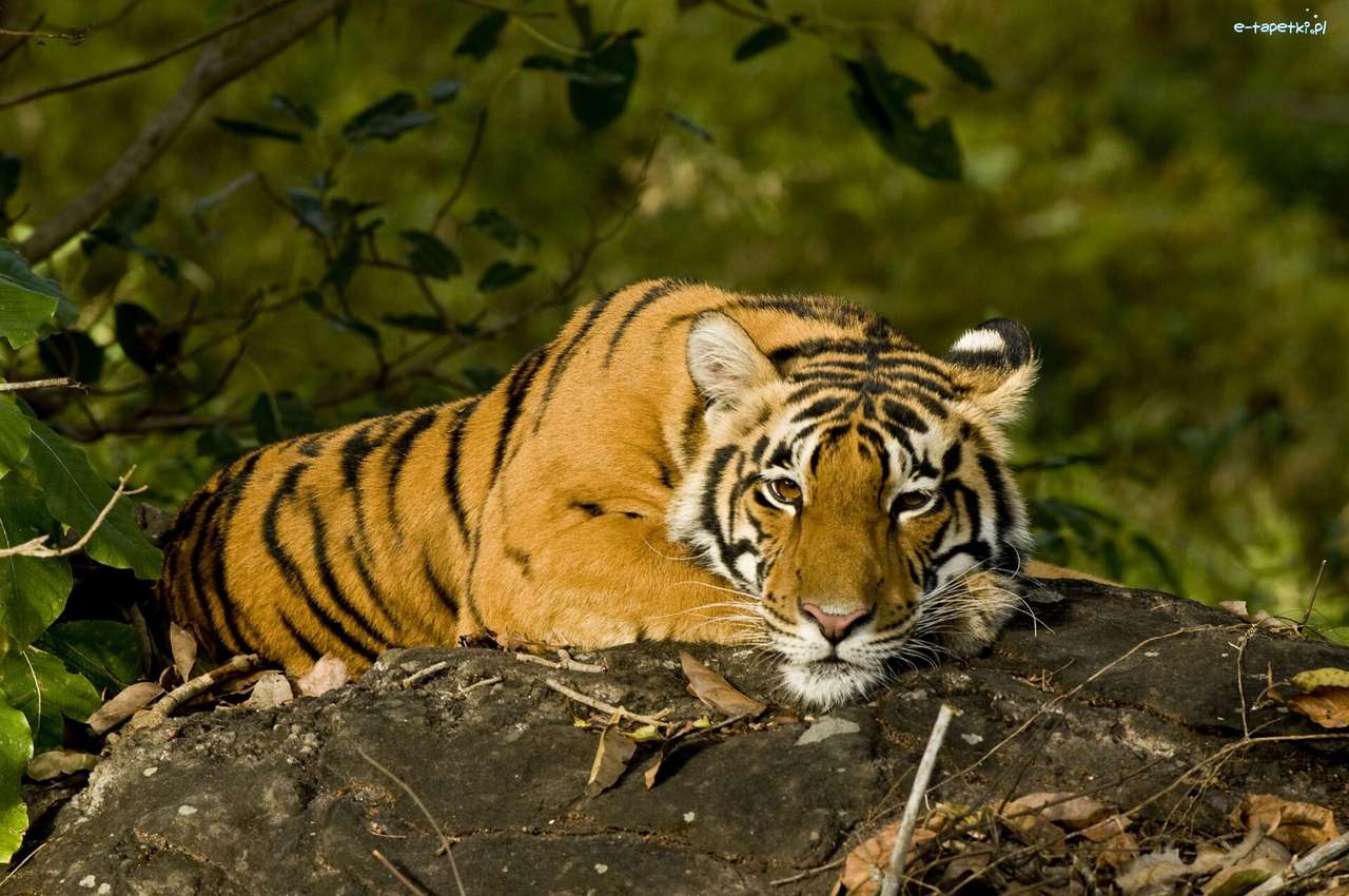 Tigre indio rompecabezas en línea