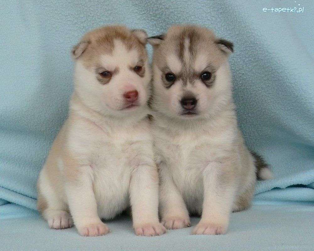 Två hundar sitter i en blågos Pussel online