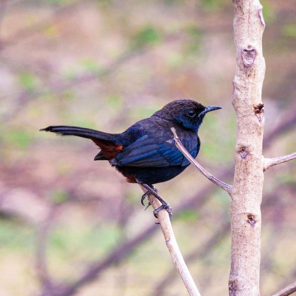 Blauer und schwarzer Vogel auf brauner Baumast während der Tageszeit Puzzlespiel online