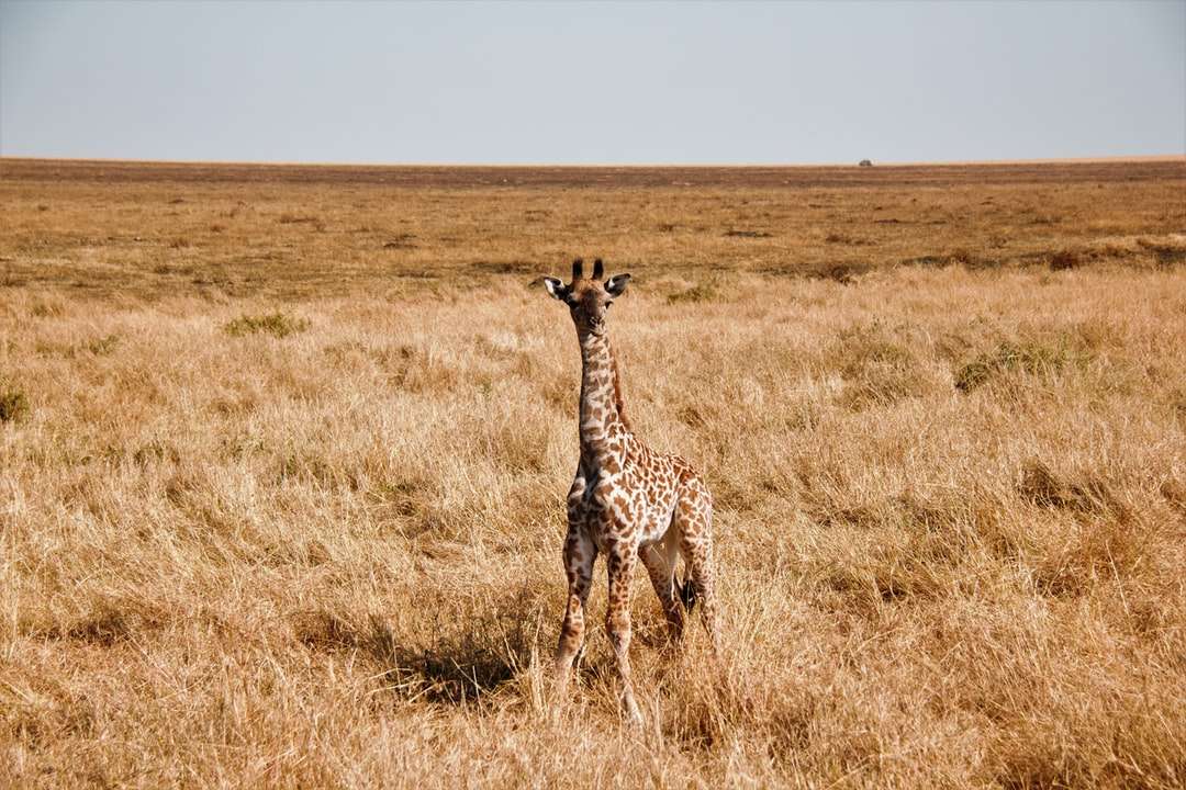 Girafe brune sur le champ d'herbe brune pendant la journée puzzle en ligne