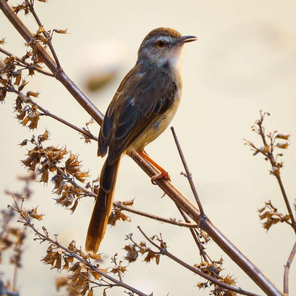 синій і коричневий птах на коричневій гілці дерева в денний час пазл онлайн