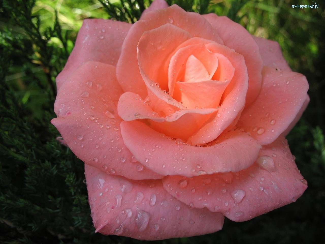 Рожева троянда пазл онлайн