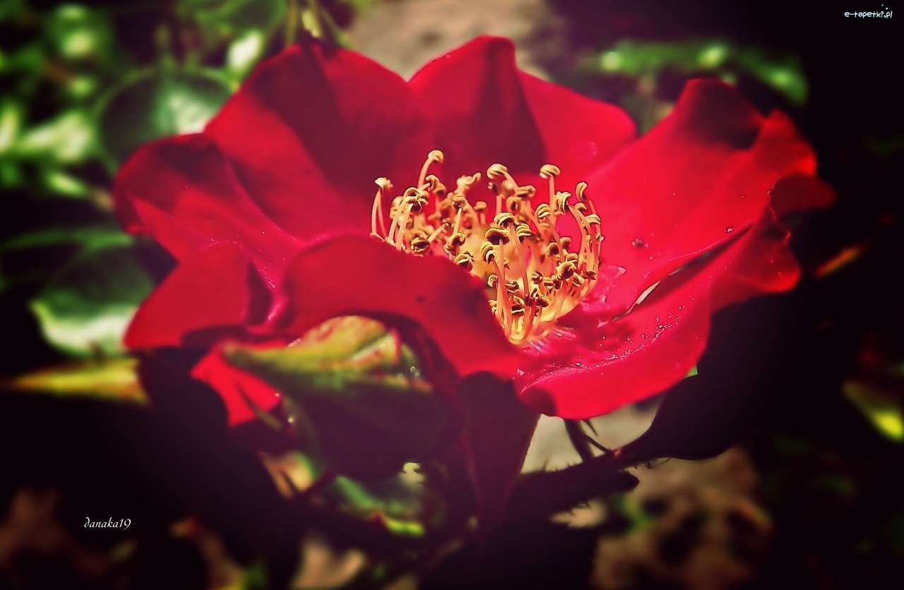 floare rosie puzzle online