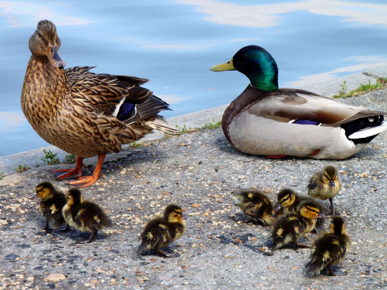 Duck Family. puzzle online