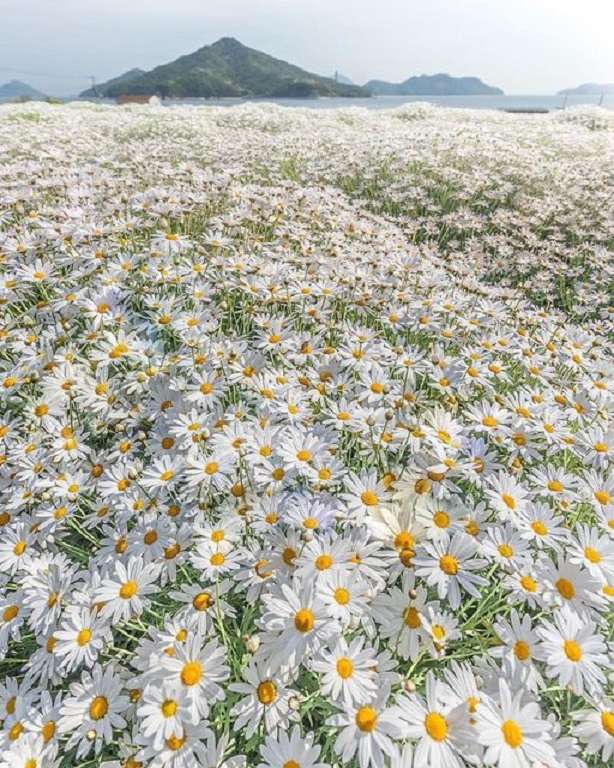 A camomile field. jigsaw puzzle online