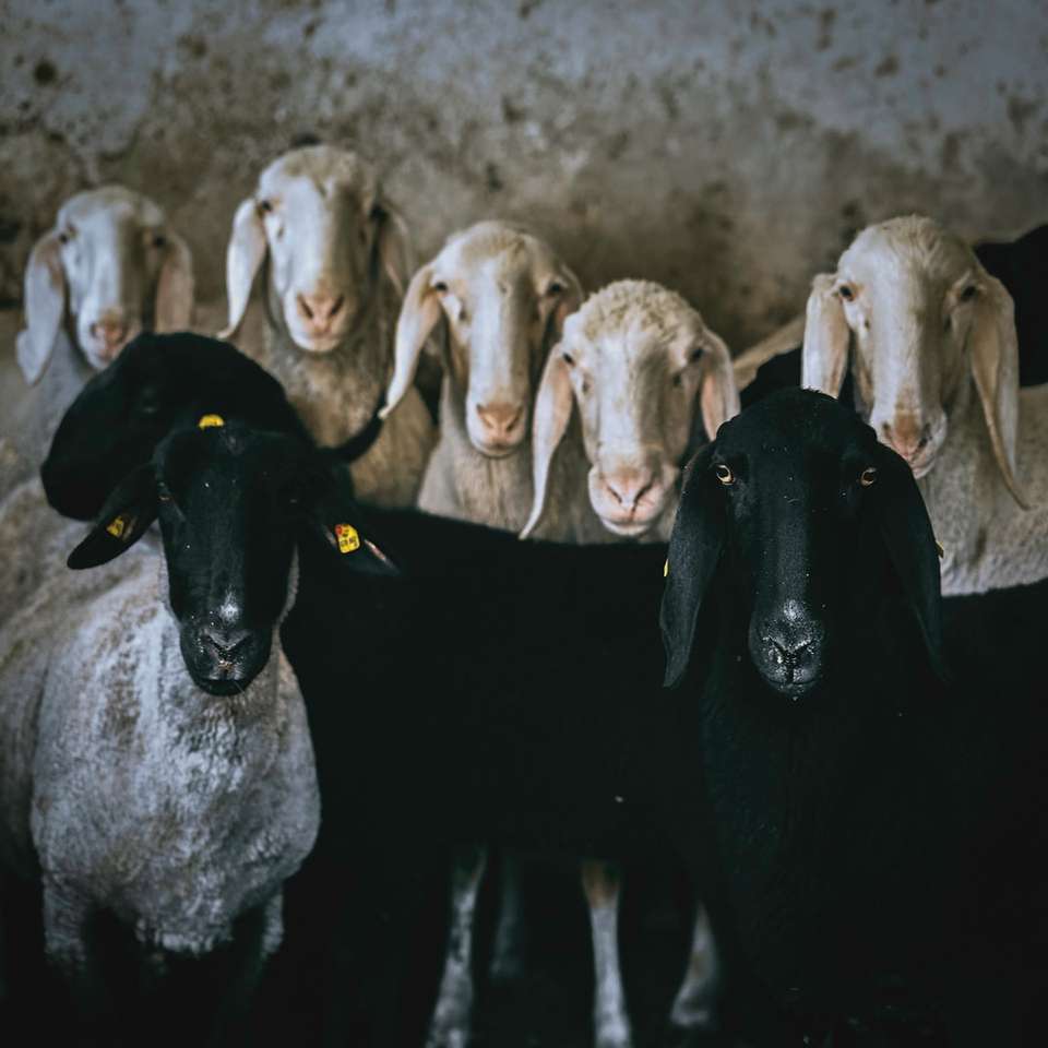 Черно-бели кози на сива земя през деня онлайн пъзел