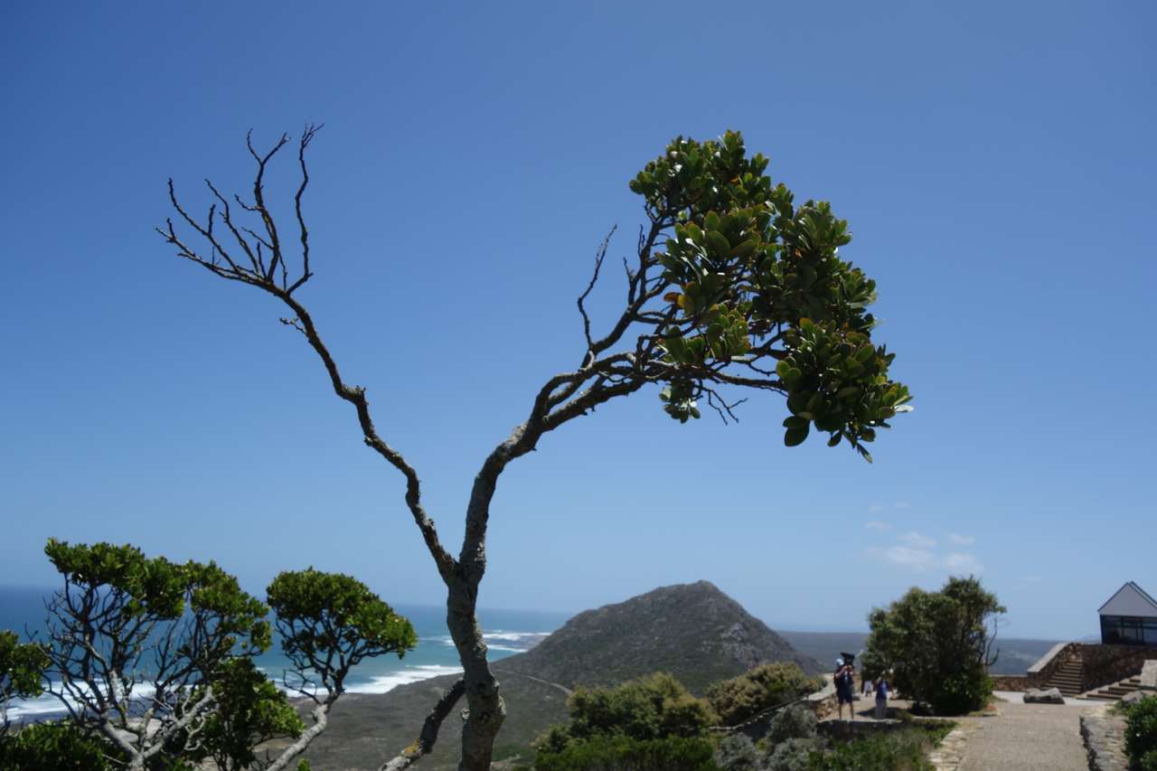 Согнутое ветром дерево онлайн-пазл
