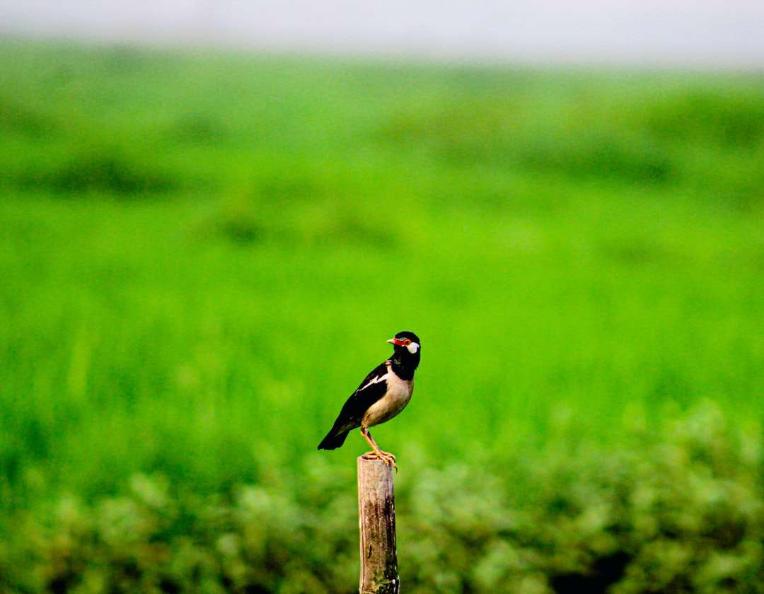 Μαύρο και κίτρινο πουλί σε καφέ ξύλινη θέση κατά τη διάρκεια της ημέρας online παζλ