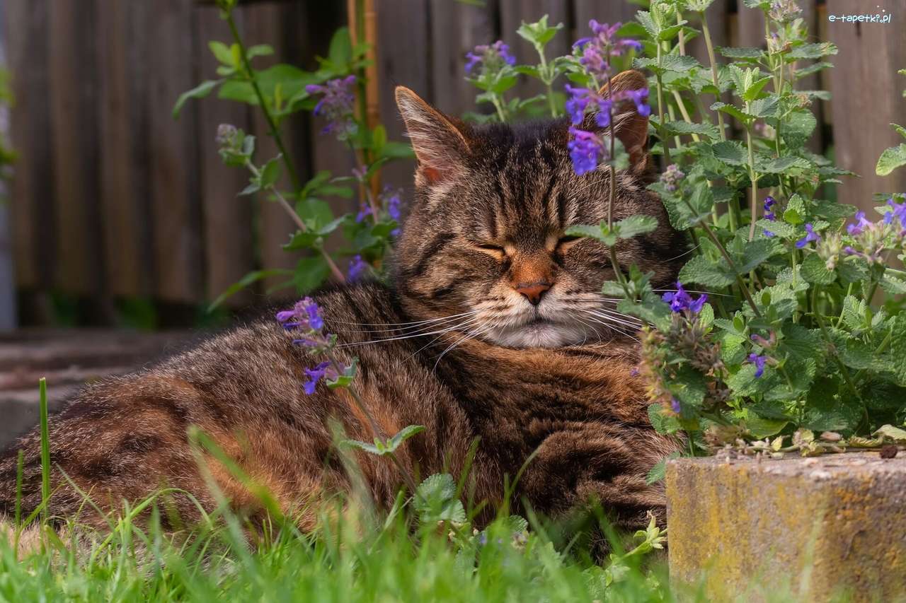 Katt som sover under blommorna pussel på nätet