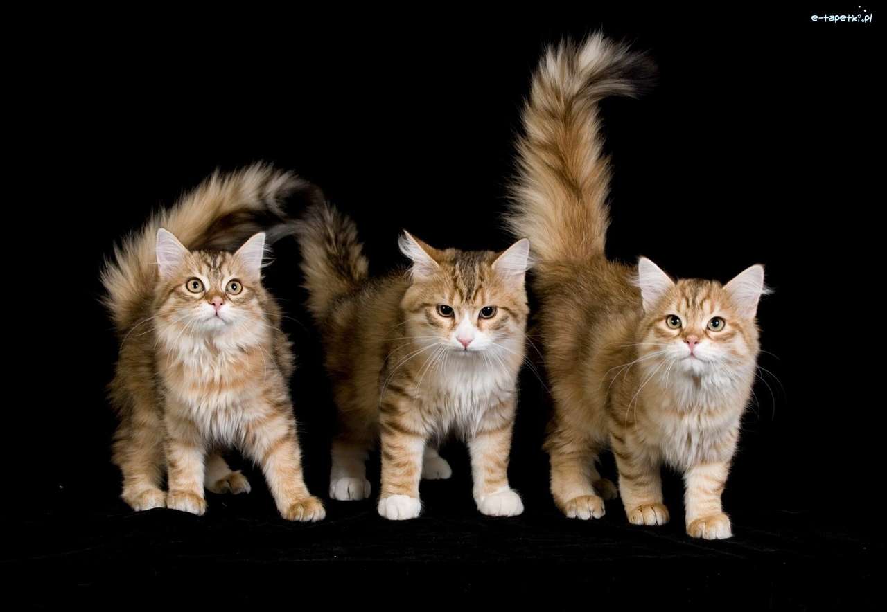 Tres gatos mirando fijamente persistentemente rompecabezas en línea
