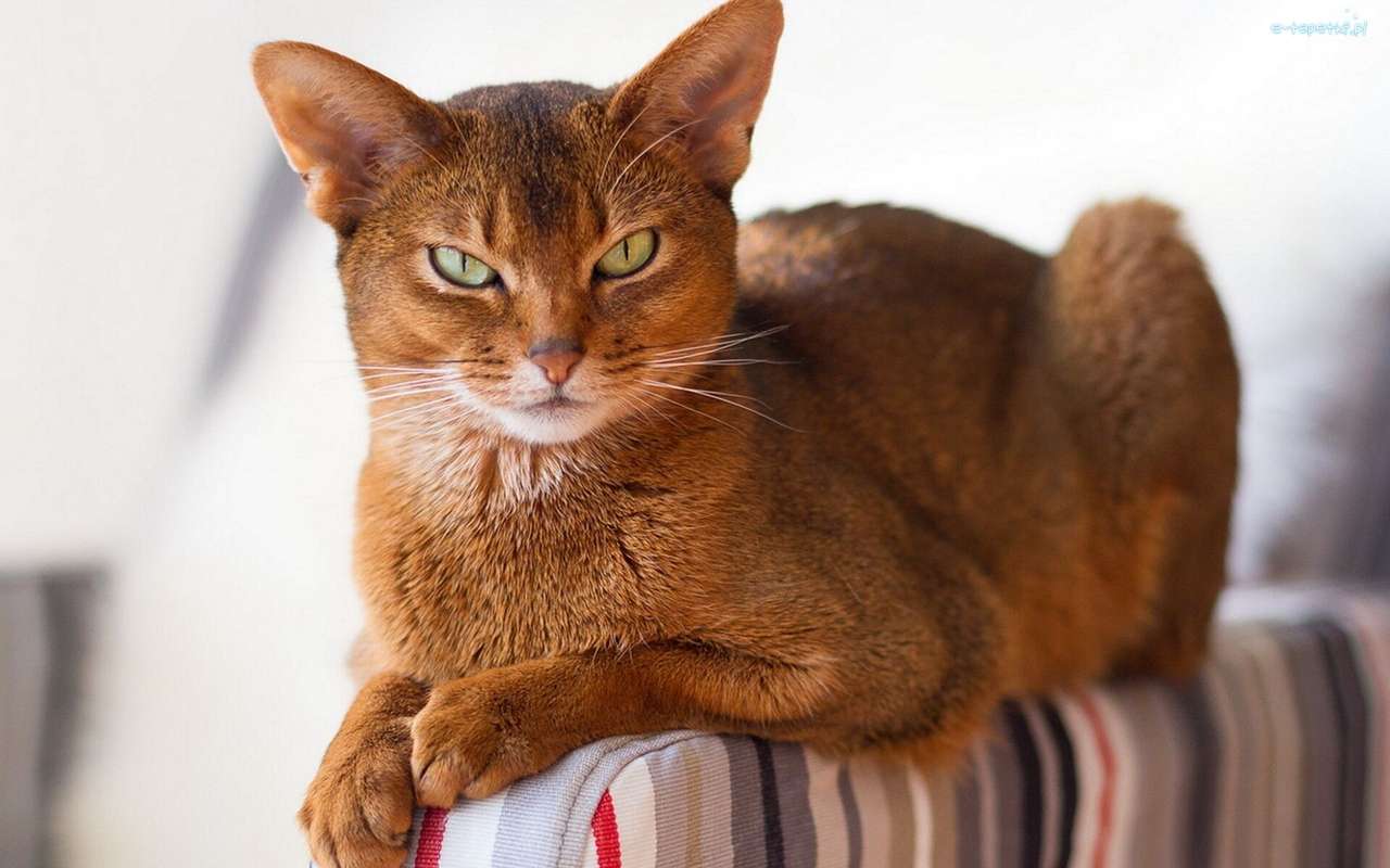 Dühös macska kirakós online
