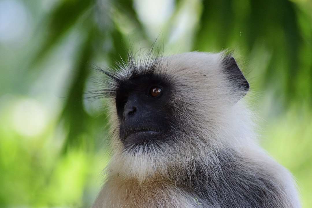 macaco branco e preto em close-up fotografia - puzzle online