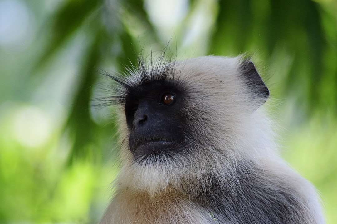 singe blanc et noir en gros plan photographie puzzle en ligne