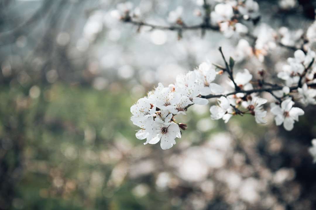weiße Kirschblüte in der Nahaufnahmefotografie Puzzlespiel online