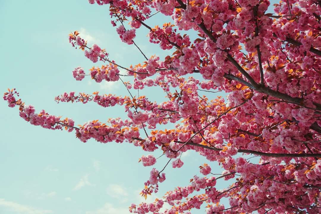 Roze en gele bladeren boom onder blauwe hemel overdag online puzzel