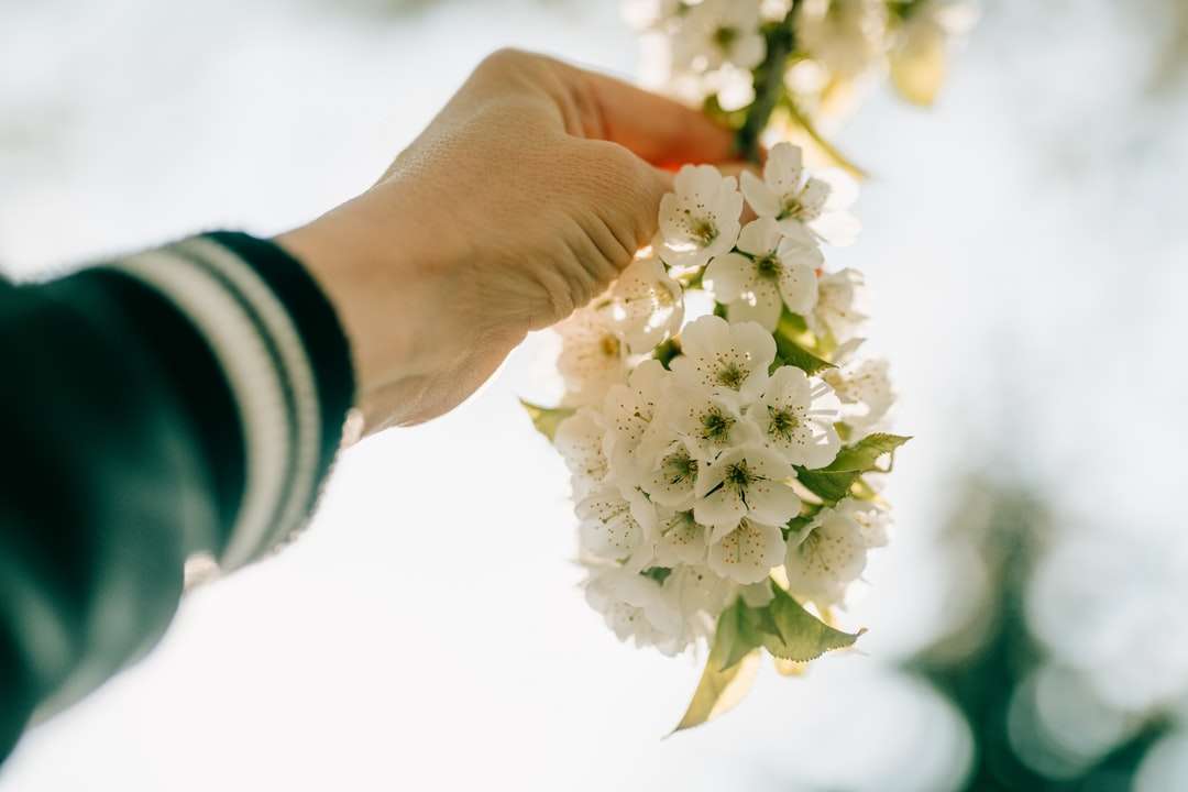 pessoa segurando buquê de flores brancas puzzle online