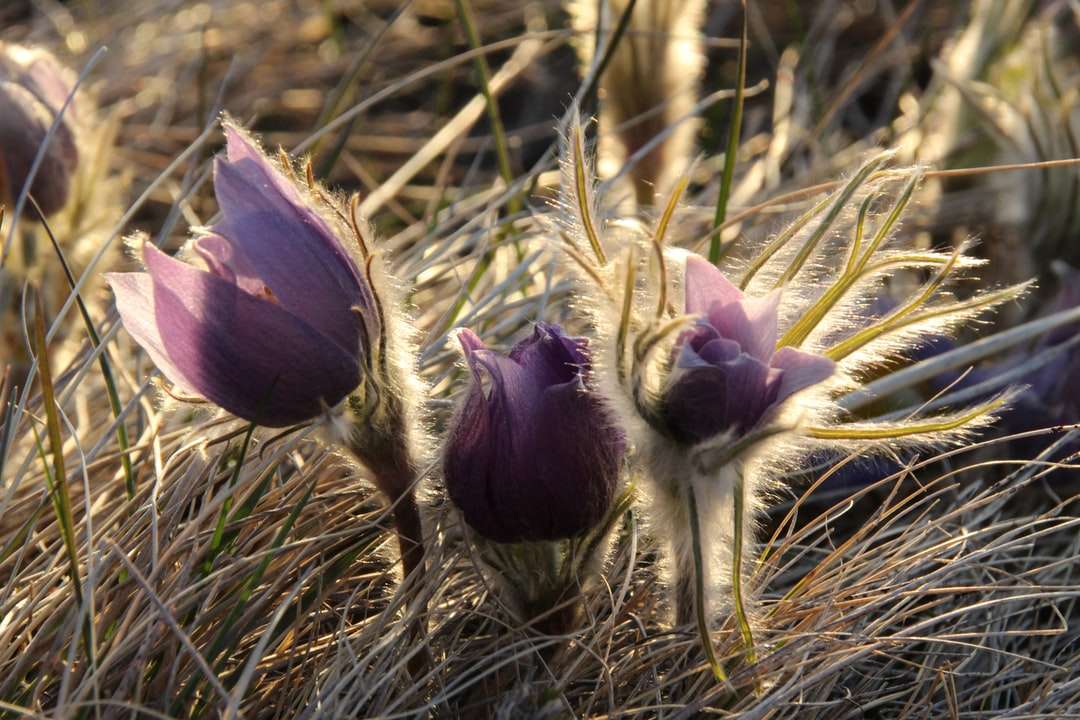 Flor púrpura en hierba marrón rompecabezas en línea