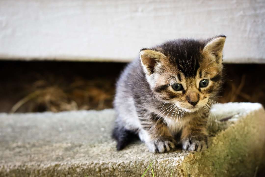 коричневый полосатый котенок на сером бетонном полу пазл онлайн