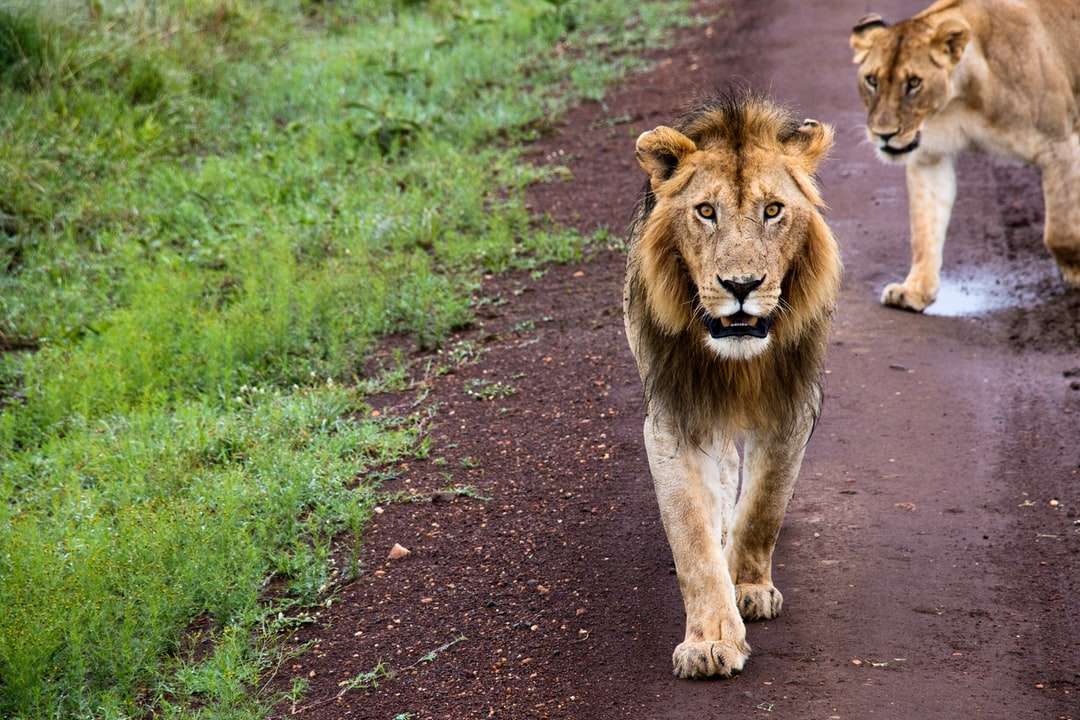 Bruine leeuw op groen grasgebied overdag online puzzel