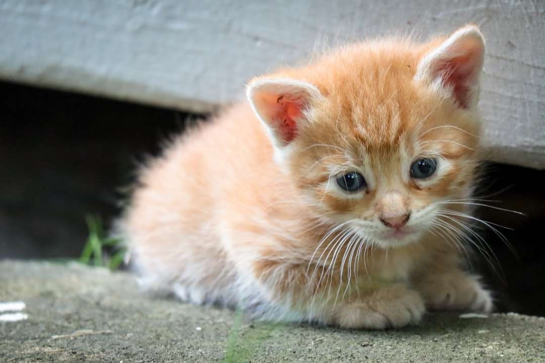 оранжевый полосатый котенок на сером бетонном полу пазл онлайн