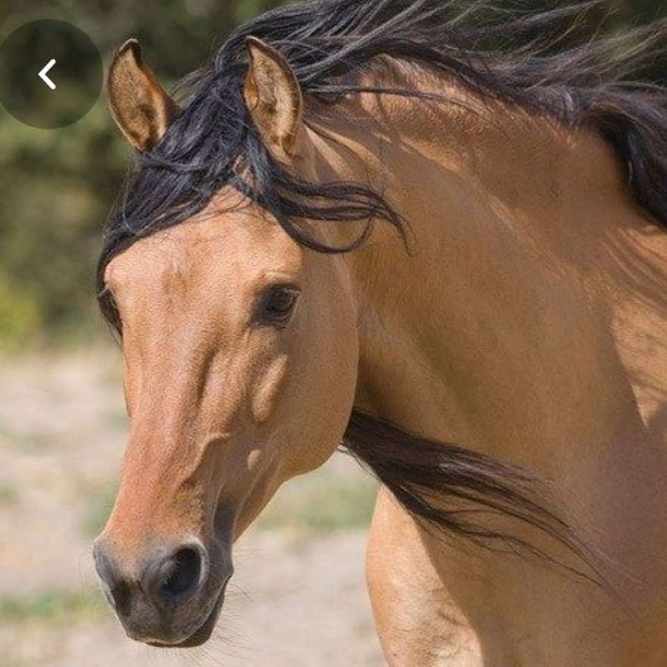 Cavalo de Kiger Mustang. quebra-cabeças online